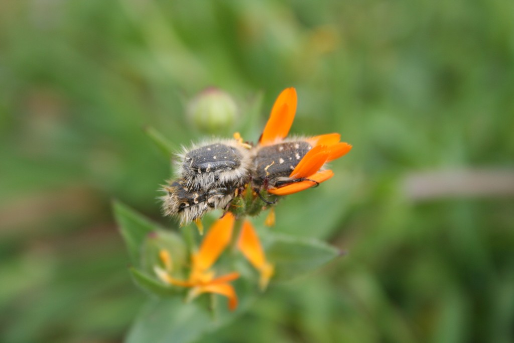 Fiori e insetti